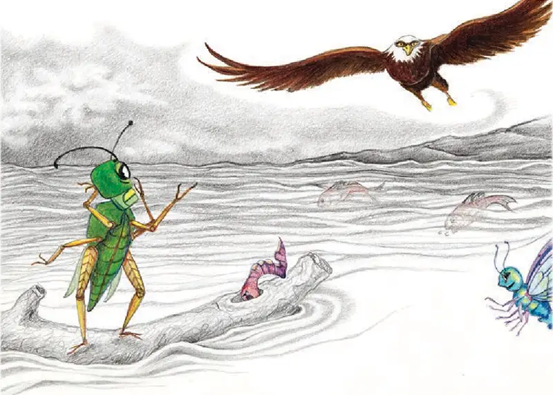 Kai, Worry Worm and the Bald Eagle